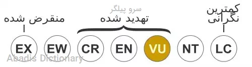 سرو پیلگر